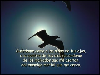 Guárdame como a las niñas de tus ojos,Guárdame como a las niñas de tus ojos,
a la sombra de tus alas escóndemea la sombra de tus alas escóndeme
de los malvados que me asaltan,de los malvados que me asaltan,
del enemigo mortal que me cerca.del enemigo mortal que me cerca.
 