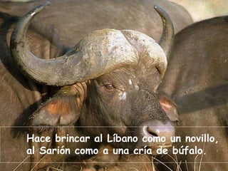 Hace brincar al Líbano como un novillo, al Sarión como a una cría de búfalo. 
