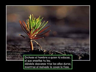 Dichoso el hombre a quien tú educas, al que enseñas tu ley, dándole descanso tras los años duros, mientras al malvado le cavan la fosa. 