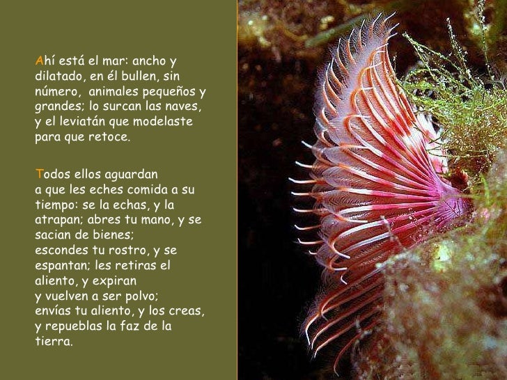 A hí está el mar: ancho y dilatado, en él bullen, sin número, animales pequeños y grandes; lo surcan las naves, y el levi...