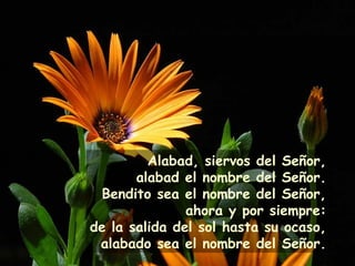 Alabad, siervos del Señor,
alabad el nombre del Señor.
Bendito sea el nombre del Señor,
ahora y por siempre:
de la salida del sol hasta su ocaso,
alabado sea el nombre del Señor.
 