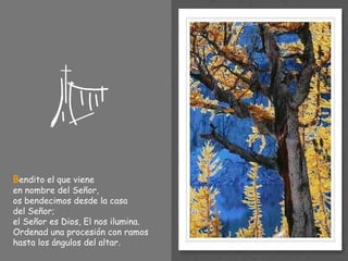 B endito el que viene  en nombre del Señor, os bendecimos desde la casa  del Señor; el Señor es Dios, El nos ilumina. Ordenad una procesión con ramos hasta los ángulos del altar. 