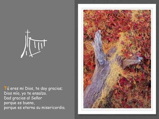 T ú eres mi Dios, te doy gracias; Dios mío, yo te ensalzo. Dad gracias al Señor  porque es bueno, porque es eterna su misericordia. 