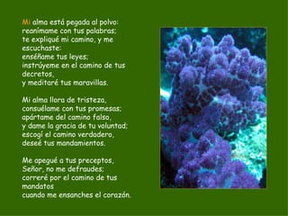 Mi  alma está pegada al polvo: reanímame con tus palabras; te expliqué mi camino, y me escuchaste: enséñame tus leyes; instrúyeme en el camino de tus decretos, y meditaré tus maravillas. Mi alma llora de tristeza, consuélame con tus promesas; apártame del camino falso, y dame la gracia de tu voluntad; escogí el camino verdadero, deseé tus mandamientos. Me apegué a tus preceptos, Señor, no me defraudes; correré por el camino de tus mandatos cuando me ensanches el corazón. 