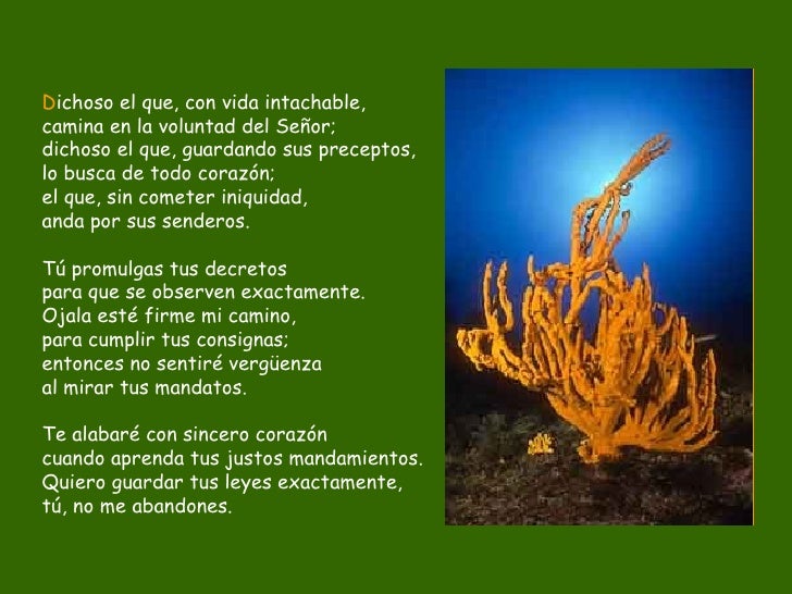 Resultado de imagen para Dichoso el que camina en la voluntad del Señor Aunque los nobles se sienten a murmurar de mí, tu siervo medita tus decretos;