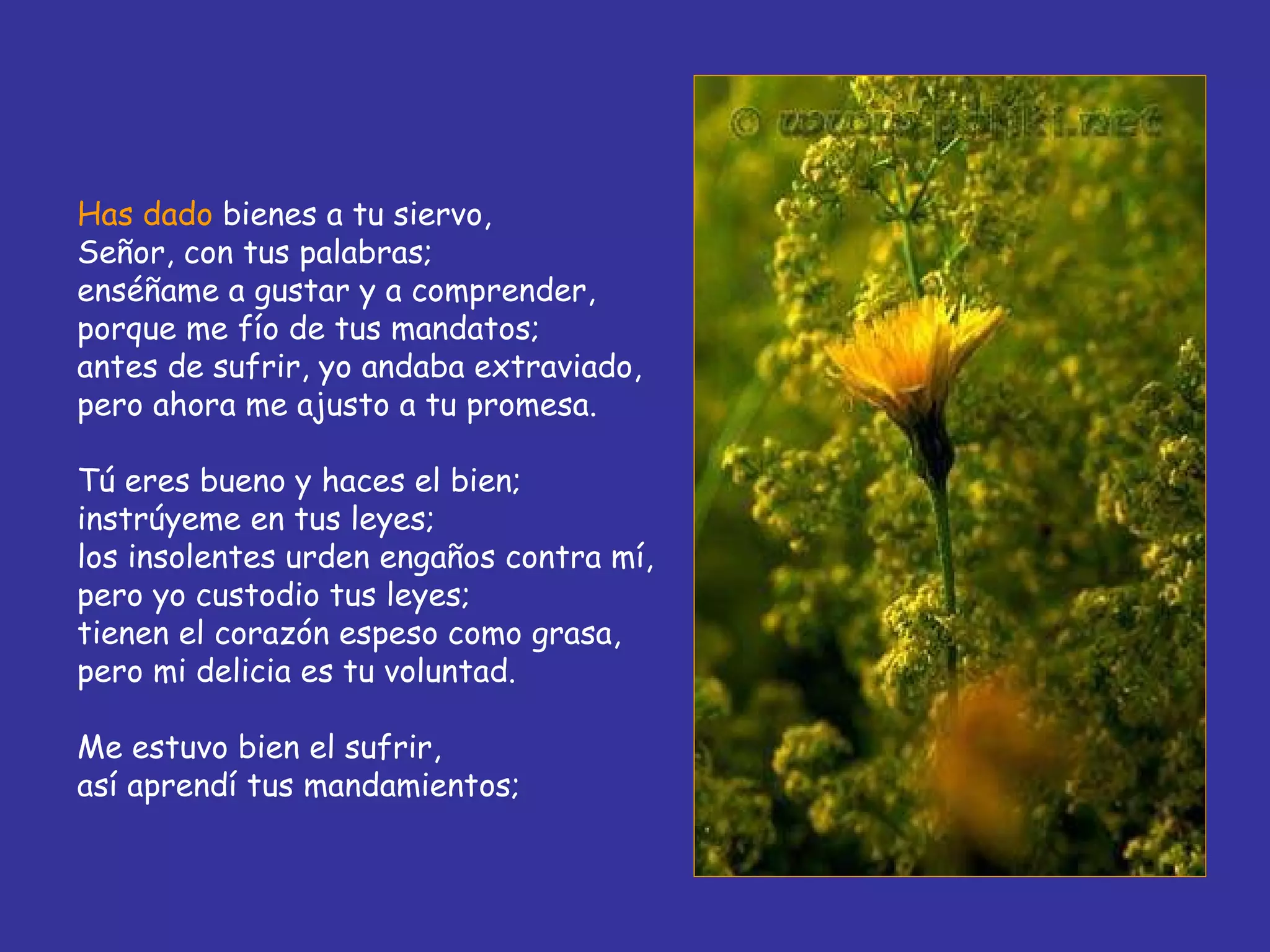 Has dado  bienes a tu siervo, Señor, con tus palabras; enséñame a gustar y a comprender, porque me fío de tus mandatos; antes de sufrir, yo andaba extraviado, pero ahora me ajusto a tu promesa. Tú eres bueno y haces el bien; instrúyeme en tus leyes; los insolentes urden engaños contra mí, pero yo custodio tus leyes; tienen el corazón espeso como grasa, pero mi delicia es tu voluntad. Me estuvo bien el sufrir, así aprendí tus mandamientos; 