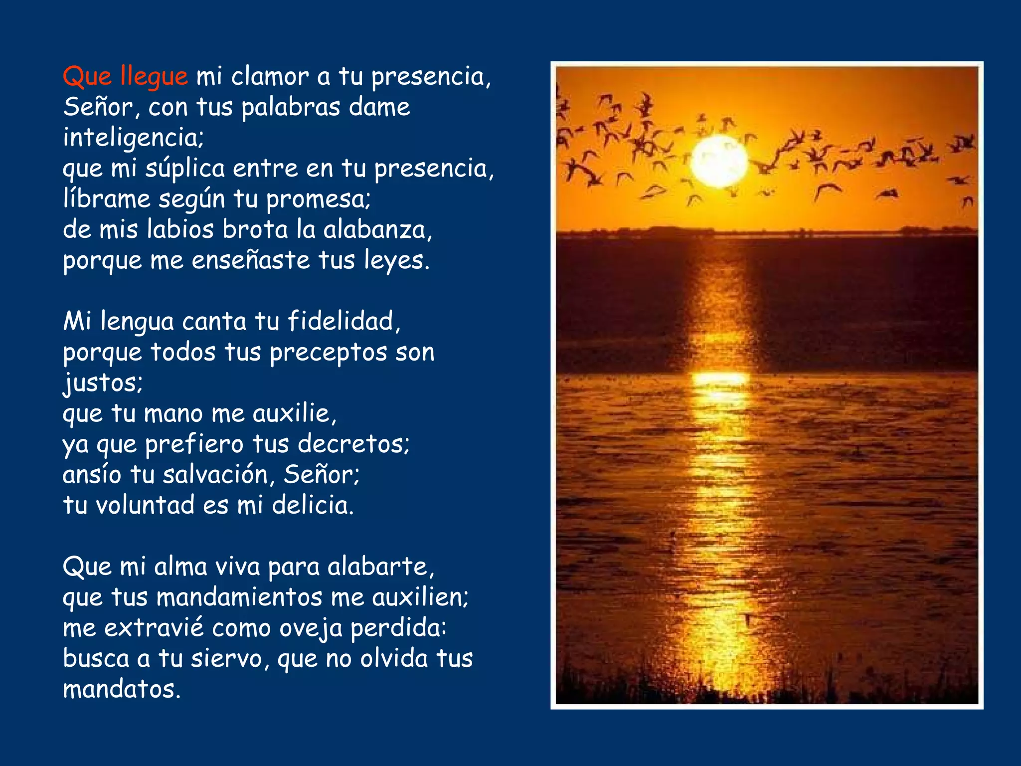 Que llegue  mi clamor a tu presencia, Señor, con tus palabras dame inteligencia; que mi súplica entre en tu presencia, líbrame según tu promesa; de mis labios brota la alabanza, porque me enseñaste tus leyes. Mi lengua canta tu fidelidad, porque todos tus preceptos son justos; que tu mano me auxilie, ya que prefiero tus decretos; ansío tu salvación, Señor; tu voluntad es mi delicia. Que mi alma viva para alabarte, que tus mandamientos me auxilien; me extravié como oveja perdida: busca a tu siervo, que no olvida tus mandatos. 