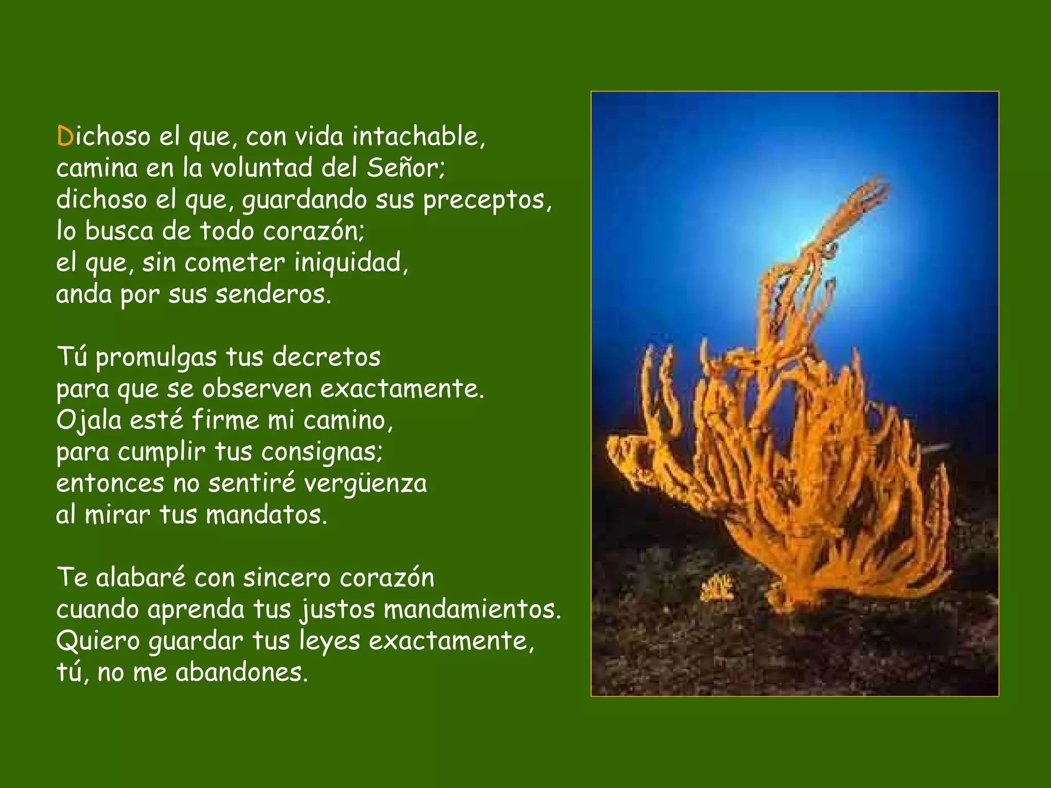 D ichoso el que, con vida intachable, camina en la voluntad del Señor; dichoso el que, guardando sus preceptos, lo busca de todo corazón; el que, sin cometer iniquidad, anda por sus senderos. Tú promulgas tus decretos para que se observen exactamente. Ojala esté firme mi camino, para cumplir tus consignas; entonces no sentiré vergüenza al mirar tus mandatos. Te alabaré con sincero corazón cuando aprenda tus justos mandamientos. Quiero guardar tus leyes exactamente, tú, no me abandones. 