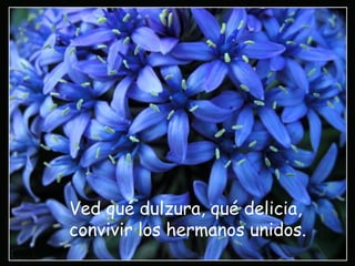 Ved qué dulzura, qué delicia,
convivir los hermanos unidos.
 