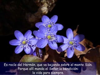 Es rocío del Hermón, que va bajando sobre el monte Sión.
Porque allí manda el Señor la bendición:
la vida para siempre.
 