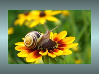 En un lenguaje de profundo lirismo, el salmista expresa su
admiración ante la insondable sabiduría de Dios, que penetra
todas las cosas y sondea hasta lo más íntimo del corazón
humano.
+ El tono sereno y meditativo del Salmo se interrumpe
bruscamente en el v. 19, para introducir una severa
imprecación contra los impíos.
+ Esta imprecación -que a primera vista parece fuera de
lugar - da mucha luz sobre la situación en que el Salmo fue
pronunciado originariamente: el salmista, hostigado por
“hombres sanguinarios” (v. 19), se somete al juicio de Dios,
pidiéndole que “examine” su conducta y sus intenciones (v. 23).
+ Su hondo sentido de la trascendencia divina le impide
declarar abiertamente su inocencia, y sólo la insinúa con una
gran humildad (v. 24).
 