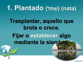 1. Plantado (‫ל‬ ַ‫ת‬ ָׁ‫)ש‬ (nata)
Trasplantar, aquello que
brota o crece.
Fijar o establecer algo
mediante la siembra.
 