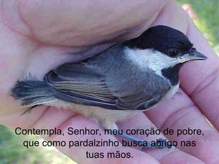 Contempla, Senhor, meu coração de pobre,
que como pardalzinho busca abrigo nas
tuas mãos.
 