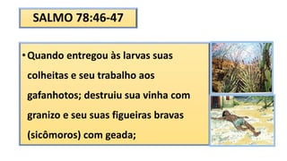 SALMO 78:46-47
•Quando entregou às larvas suas
colheitas e seu trabalho aos
gafanhotos; destruiu sua vinha com
granizo e seu suas figueiras bravas
(sicômoros) com geada;
 