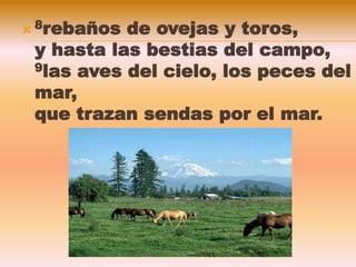  8rebaños de ovejas y toros,
y hasta las bestias del campo,
9las aves del cielo, los peces del
mar,
que trazan sendas por el mar.
 