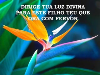 DIRIGE TUA LUZ DIVINA PARA ESTE FILHO TEU QUE ORA COM FERVOR 