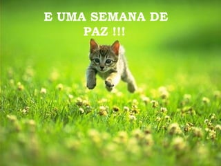 E UMA SEMANA DE PAZ !!!   