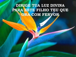 DIRIGE TUA LUZ DIVINA PARA ESTE FILHO TEU QUE ORA COM FERVOR 