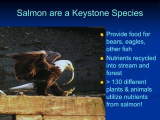 Alaska s Salmon 5 Types Of Pacific Fishes Unknown PPT