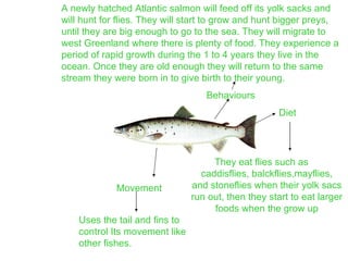Movement Behaviours They eat   flies such as  caddisflies, balckflies,mayflies, and stoneflies   when their yolk sacs run out, then they start to eat larger foods when the grow up Diet A newly hatched Atlantic salmon will feed off its yolk sacks and will hunt for flies. They will start to grow and hunt bigger preys, until they are big enough to go to the sea. They will migrate to west Greenland where there is plenty of food. They experience a period of rapid growth during the 1 to 4 years they live in the ocean. Once they are old enough they will return to the same stream they were born in to give birth to their young. Uses the tail and fins to control Its movement like other fishes. 
