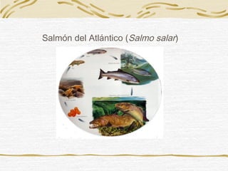 Salmón del Atlántico (Salmo salar)
 