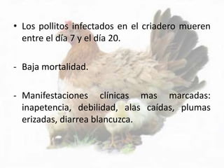 • Los pollitos infectados en el criadero mueren
entre el día 7 y el día 20.
- Baja mortalidad.
- Manifestaciones clínicas mas marcadas:
inapetencia, debilidad, alas caídas, plumas
erizadas, diarrea blancuzca.
 