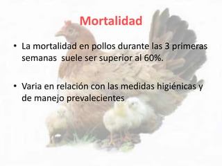 Mortalidad
• La mortalidad en pollos durante las 3 primeras
semanas suele ser superior al 60%.
• Varia en relación con las medidas higiénicas y
de manejo prevalecientes
 