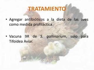TRATAMIENTO
• Agregar antibióticos a la dieta de las aves
como medida profiláctica.
• Vacuna 9R de S. gallinarium, solo para
Tifoidea Aviar.
 