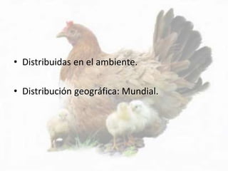 • Distribuidas en el ambiente.
• Distribución geográfica: Mundial.
 