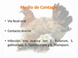 Medio de Contagio
• Vía fecal-oral
• Contacto directo
• Infección tras ovárica con S. Pullorum, S.
gallinarium, S. Typhimurium y S. Thompson.
 