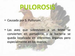 PULOROSIS
• Causada por S. Pullorum.
• Las aves que sobreviven a un brote se
convierten en portadoras y la bacteria se
queda localizada en diferentes órganos pero
especialmente en los ovarios.
 