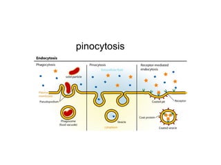 pinocytosis 