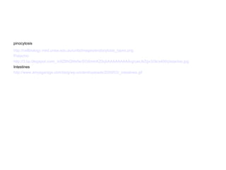 pinocytosis http://cellbiology.med.unsw.edu.au/units/images/endocytosis_types.png Pistachio  http://3.bp.blogspot.com/_in9Z8hQWefw/SOXmtnKZ5qI/AAAAAAAAArg/uwUkZgv3I3k/s400/pistachio.jpg Intestines http://www.amysgarage.com/blog/wp-content/uploads/2009/03/_intestines.gif 