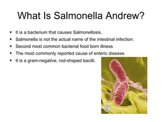 What Is Salmonella Andrew? It is a bacterium that causes Salmonellosis.  Salmonella is not the actual name of the intestinal infection. Second most common bacterial food born illness  The most commonly reported cause of enteric disease. It is a gram-negative, rod-shaped bacilli. 