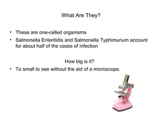 What Are They? These are one-celled organisms Salmonella Enteritidis and Salmonella Typhimurium account for about half of the cases of infection How big is it? To small to see without the aid of a microscope. 