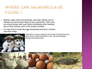    Reptiles, baby chicks and ducklings, and small rodents such as
    hamsters are particularly likely to carry salmonella. That’s why
    you should always wash your hands immediately after handling
    one of these animals, even if the animal is healthy
   It is also fond on foods like eggs and peanuts and also in chicken
    and other things
                               Salmonella is closely related to the Chinese chicken Escherichia
                               genus and are found worldwide in cold- and warm-blooded
                               animals (including humans
 