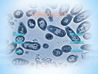 Salmonella