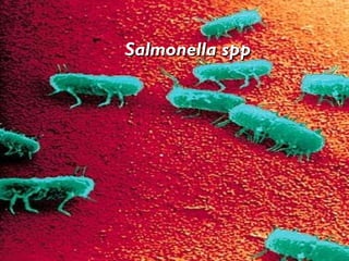 Salmonella sppSalmonella spp
 