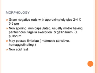 MORPHOLOGY
 Gram negative rods with approximately size 2-4 X
0.6 µm
 Non sporing, non capsulated, usually motile having
peritrichous flagella execption S gallinarium, S
pullorum
 May posses fimbriae ( mannose sensitive,
hemagglutinating )
 Non acid fast
 