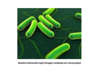 Bactéria Salmonella typhi (imagem ampliada em microscópio)
 
