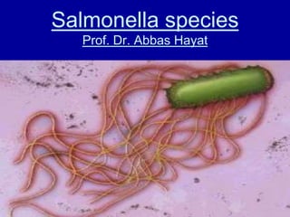 Salmonella species
Prof. Dr. Abbas Hayat
 
