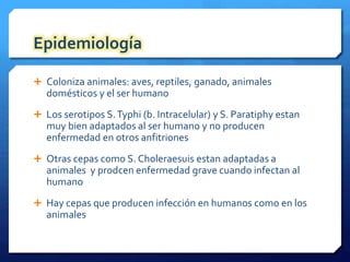 Epidemiología 
 Coloniza animales: aves, reptiles, ganado, animales 
domésticos y el ser humano 
 Los serotipos S. Typhi (b. Intracelular) y S. Paratiphy estan 
muy bien adaptados al ser humano y no producen 
enfermedad en otros anfitriones 
 Otras cepas como S. Choleraesuis estan adaptadas a 
animales y prodcen enfermedad grave cuando infectan al 
humano 
 Hay cepas que producen infección en humanos como en los 
animales 
 
