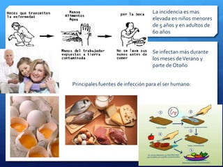 La incidencia es mas 
elevada en niños menores 
de 5 años y en adultos de 
60 años 
Se infectan más durante 
los meses de Verano y 
parte de Otoño 
Principales fuentes de infección para el ser humano: 
