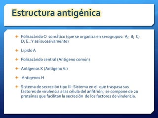 Estructura antigénica 
 Polisacárido O somático (que se organiza en serogrupos: A; B; C; 
D; E.. Y así sucesivamente) 
 Lípido A 
 Polisacárido central (Antígeno común) 
 Antígenos K (Antígeno Vi) 
 Antígenos H 
 Sistema de secreción tipo III: Sistema en el que traspasa sus 
factores de virulencia a las célula del anfitrión, se compone de 20 
proteínas que facilitan la secreción de los factores de virulencia. 
 
