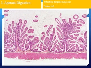 3. Aparato Digestivo 
Intestino delgado (yeyuno) 
Tinción: H-E 
 
