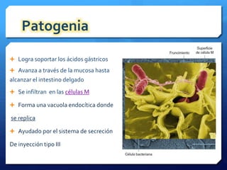 Patogenia 
 Logra soportar los ácidos gástricos 
 Avanza a través de la mucosa hasta 
alcanzar el intestino delgado 
 Se infiltran en las células M 
 Forma una vacuola endocítica donde 
se replica 
 Ayudado por el sistema de secreción 
De inyección tipo III 
 