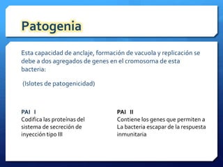 Patogenia 
Esta capacidad de anclaje, formación de vacuola y replicación se 
debe a dos agregados de genes en el cromosoma de esta 
bacteria: 
(Islotes de patogenicidad) 
PAI I 
Codifica las proteínas del 
sistema de secreción de 
inyección tipo III 
PAI II 
Contiene los genes que permiten a 
La bacteria escapar de la respuesta 
inmunitaria 
 