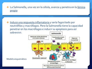  La Salmonella, una vez en la célula, avanza y penetra en la lámina 
propia 
 Induce una respuesta inflamatoria y sería fagocitado por 
neutrófilos y macrófagos. Pero la Salmonella tiene la capacidad 
penetrar en los macrófagos e inducir su apoptosis para así 
sobrevivir. 
Modelo esquemático 
 