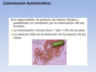 Colonización Asintomática:
 