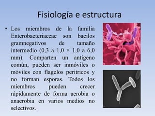 Fisiología e estructura
• Los miembros de la familia
Enterobacteriaceae son bacilos
gramnegativos de tamaño
intermedio (0,3 a 1,0 × 1,0 a 6,0
mm). Comparten un antígeno
común, pueden ser inmóviles o
móviles con flagelos peritricos y
no forman esporas. Todos los
miembros pueden crecer
rápidamente de forma aerobia o
anaerobia en varios medios no
selectivos.
 